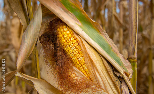 A combine harvests corn in the agriculture industry.  Detail shots of corn. 