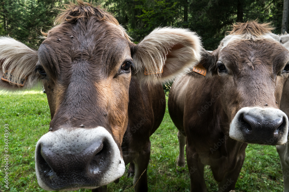 Fototapeta premium cows in the foreground with wide angle