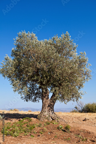 olive tree , blue sky, Greece
