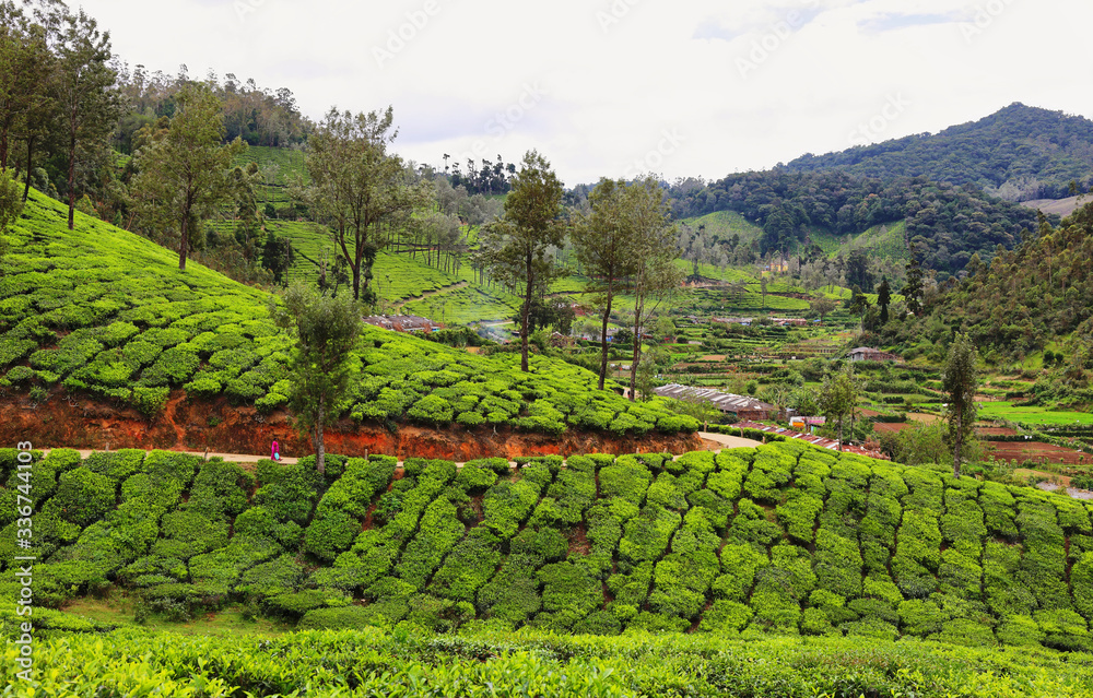 Tea plantations between Yellapatty and Top station in Munnar, Kerala, India Tea plantations between Yellapatty and Top station in Munnar, Kerala, India