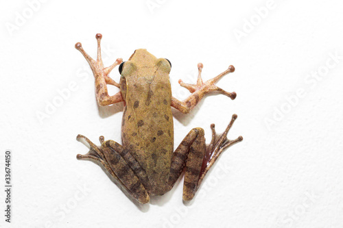 frog on white background