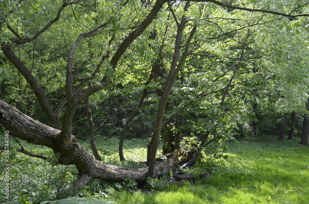 Obraz premium trees in the summer forest