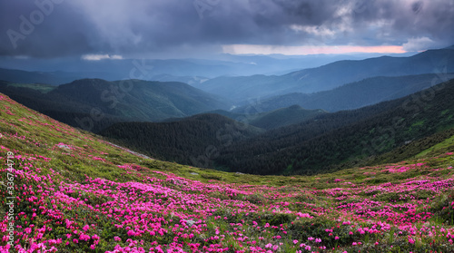 Panoramic view in lawn are covered by pink rhododendron flowers  dramatic sky and high mountain in summer time. Location Carpathian  Ukraine  Europe. Colorful background. Concept of nature revival