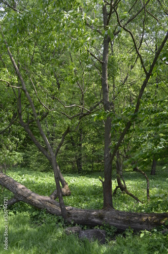 trees in the summer forest
