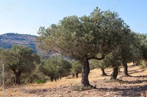 olive tree in the field , Greece