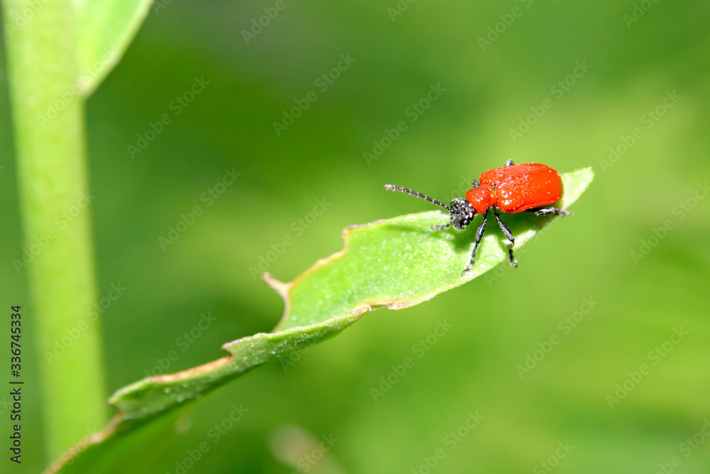 Ladybirds on the green leafs of.