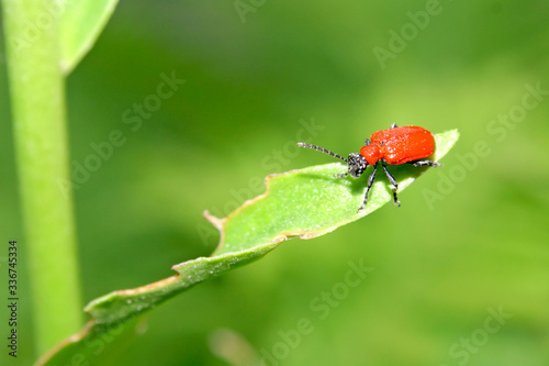 Obraz na płótnie Ladybirds on the green leafs of. w salonie