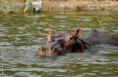Hippo swimming across a river, Murchison Falls National Park, Uganda, Africa