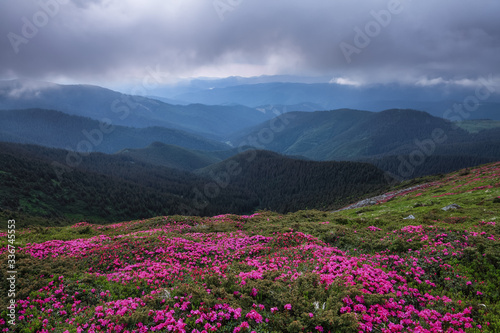 Dramatic sky. Rhododendron blooming on the high wild mountains. Amazing summer day. The revival of the planet. Location Carpathian, Ukraine, Europe. Wallpaper background.