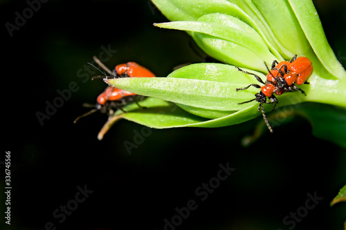 Obraz na płótnie Ladybirds on the green leafs of. w salonie