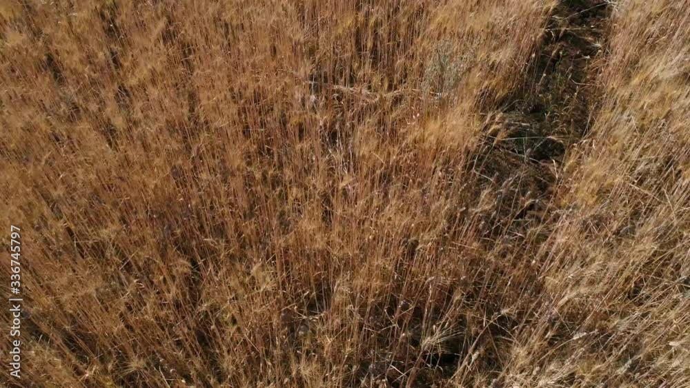 Grano, mare d'oro mosso dal vento Grano, mare d'oro mosso dal vento