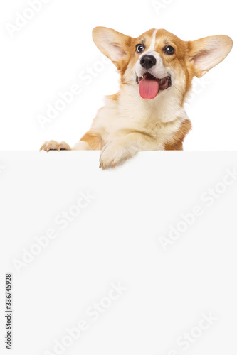 Welsh corgi puppy over a white placard