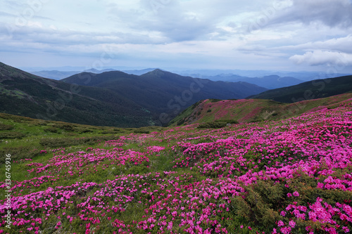 The lawns are covered by pink rhododendron flowers. Beautiful photo of mountain landscape. Concept of nature rebirth. Summer scenery. Blue sky with cloud. Location Carpathian  Ukraine  Europe.