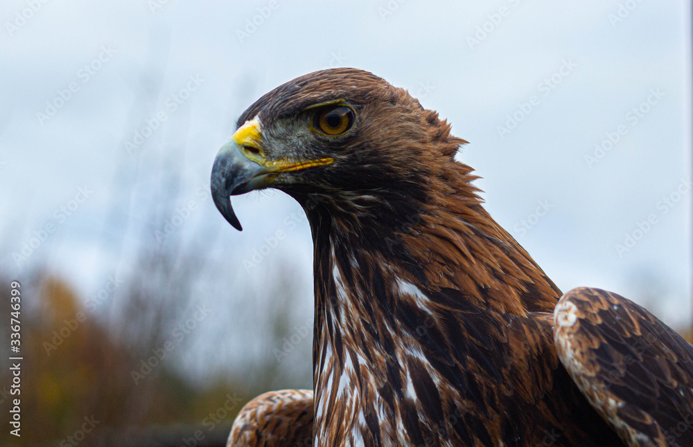 Fototapeta premium Golden Eagle portrait, UK