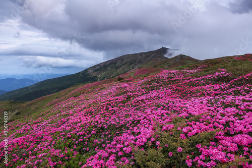 Amazing summer day. A lawn covered with flowers of pink rhododendron. There is an abandoned observatory on the high mountain Pip Ivan. The revival of the planet. Location Carpathian  Ukraine  Europe.