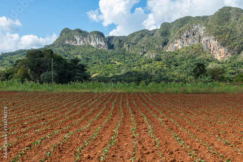 The Vinales Valley  Valle de Vinales   popular tourist destination. Tobacco plantation. Pinar del Rio  Cuba.