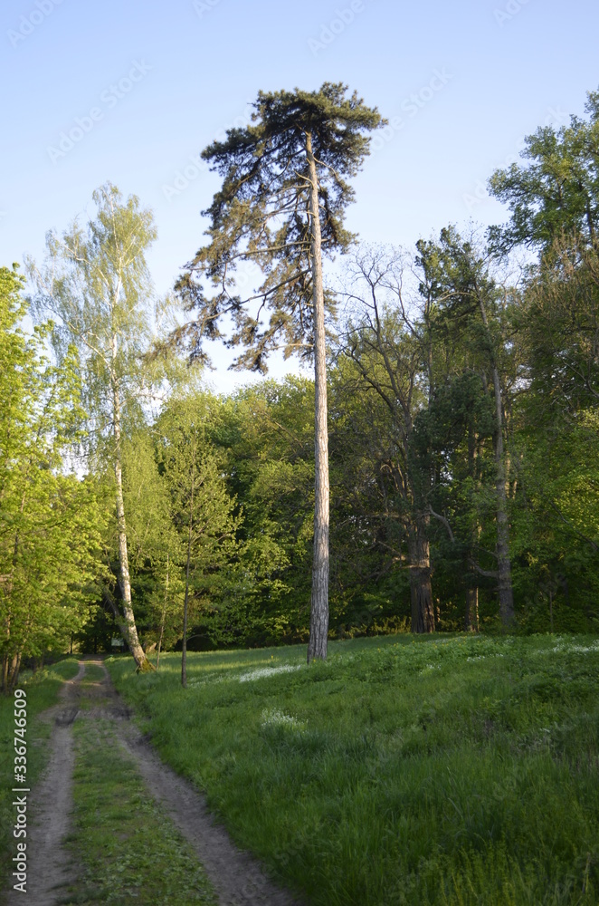 Obraz premium trees in the summer forest
