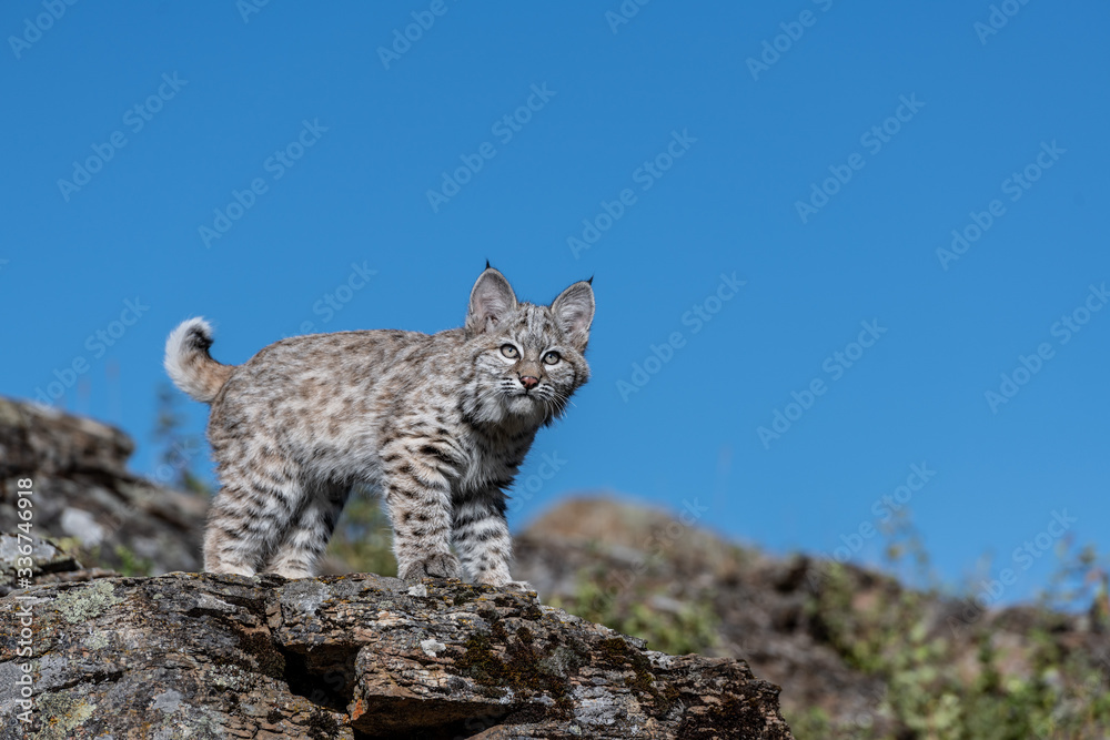 Obraz premium Bobcat kitten