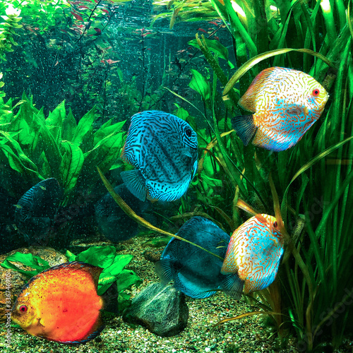Kolorowe rybki, akwarium, rafa koralowa