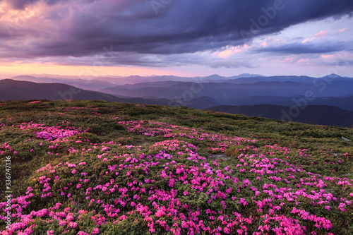 Marvelous summer day. The lawns are covered by pink rhododendron flowers. Beautiful photo of mountain landscape. Concept of nature rebirth. Location place Carpathian, Ukraine, Europe.