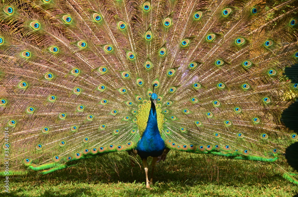 Obraz premium Blauer Pfau