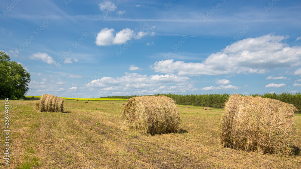 meadow with mowed grass on a sunny day, mowed grass in rolls