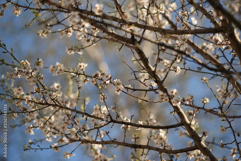 Amond tree branches with big white flowers in blue sky background. Amond tree branches with big white flowers in blue sky background.
