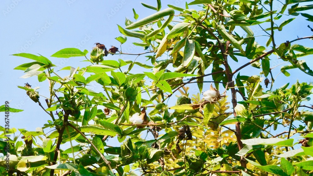 Cotton Plant in Indian Bihar 2020 Cotton Plant in Indian Bihar 2020