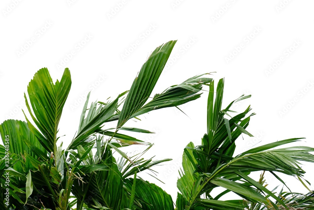 Young tropical palm leaves with branches on white isolated background for green foliage backdrop 