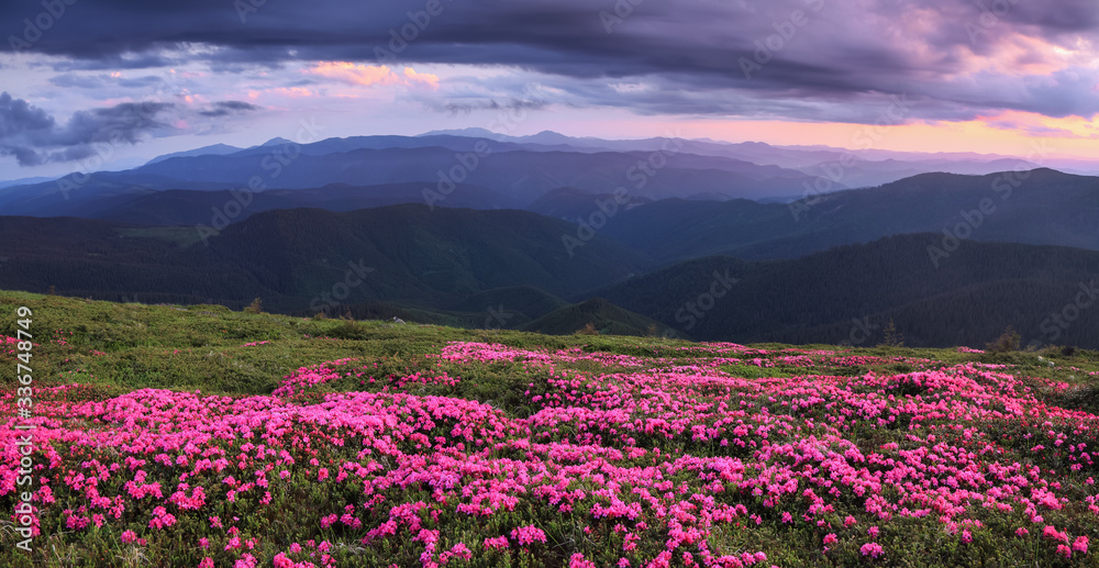 Obraz premium Panoramic view in lawn are covered by pink rhododendron flowers, dramatic sky and high mountain in summer time. Location Carpathian, Ukraine, Europe. Colorful background. Concept of nature revival