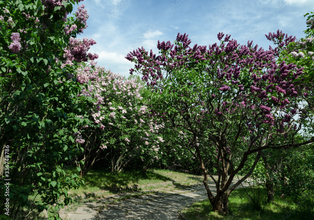 blooming lilac bush on a warm spring day in the garden blooming lilac bush on a warm spring day in the garden