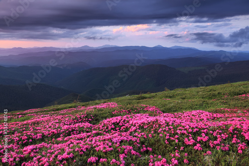 Dramatic sky. Rhododendron blooming on the high wild mountains. Amazing summer day. The revival of the planet. Location Carpathian  Ukraine  Europe. Wallpaper background.