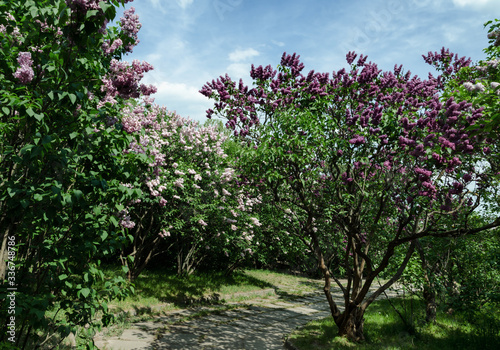 blooming lilac bush on a warm spring day in the garden