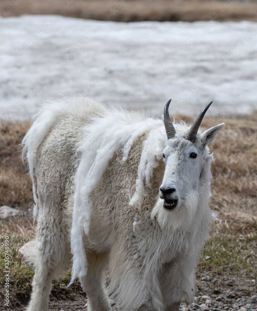 Obraz premium Mountain Goat