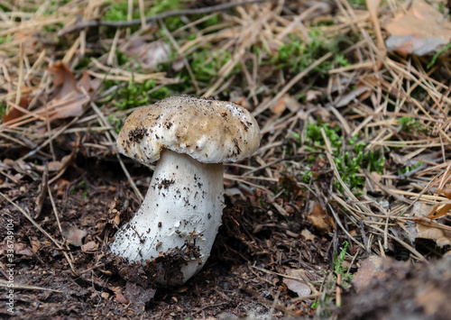 mushroom white edible with hat and leg grows in the woods on a warm day,