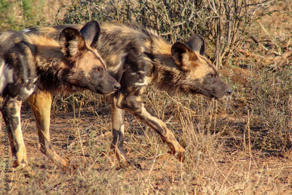 Wild dogs in Madikwe Game Reserve, South Africa, Africa Wild dogs in Madikwe Game Reserve, South Africa, Africa