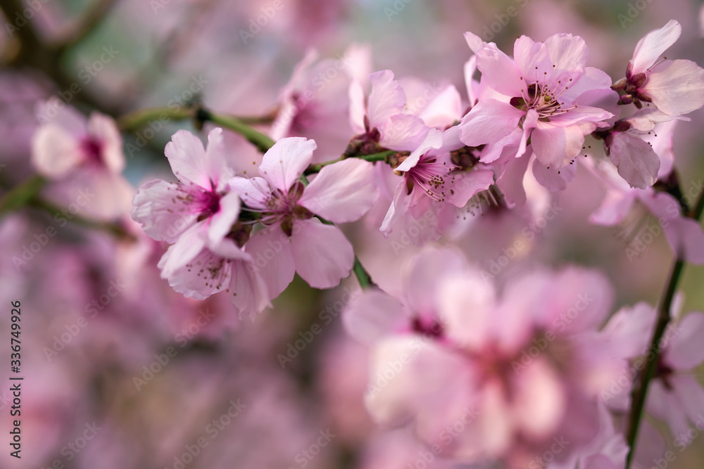 beautiful spring landscape - blooming trees, bright pink and white flowers as background beautiful spring landscape - blooming trees, bright pink and white flowers as background