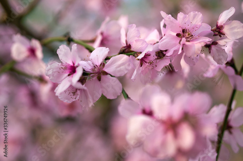 beautiful spring landscape - blooming trees  bright pink and white flowers as background