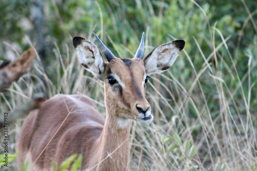 Fototapeta Naklejka Na Ścianę i Meble -  Impala portrait, Sabi Sand Game Reserve, South Africa