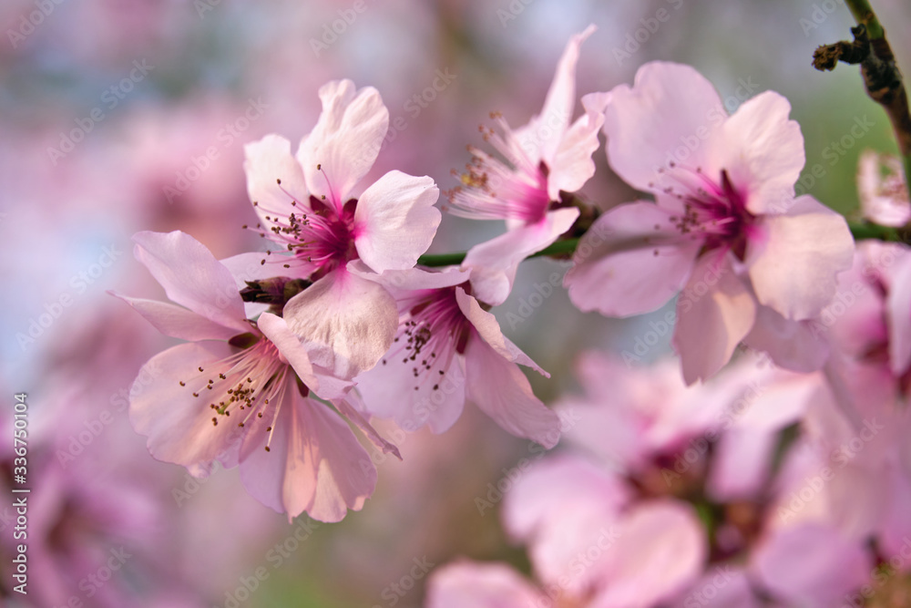 beautiful spring landscape - blooming trees, bright pink and white flowers as background beautiful spring landscape - blooming trees, bright pink and white flowers as background