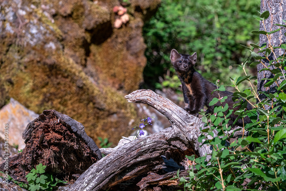 Pine martin Pine martin