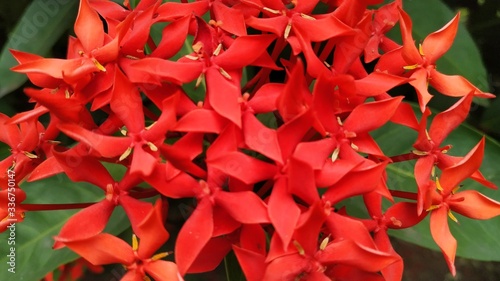 Photography Red Flower in Park Stock Photos.This photo is taken india .