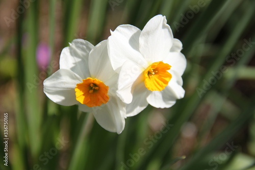 Narcissus tazetta white and orange spring flower