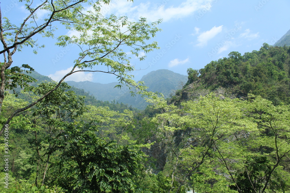 View of green trees and blue sky