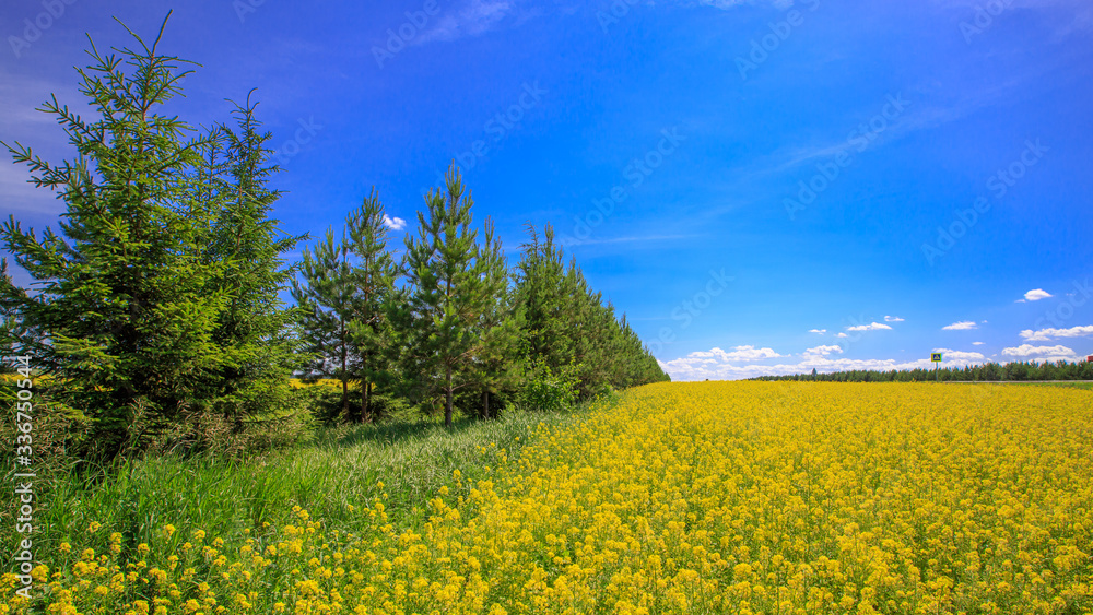 a forest belt of young pines in a field of blooming canola on a sunny day