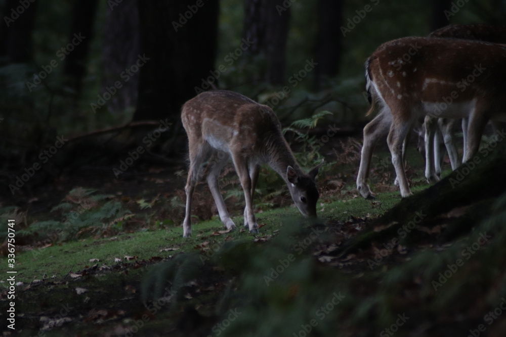 Junges Rehkitz grast aus einer Wiese im Wald Junges Rehkitz grast aus einer Wiese im Wald