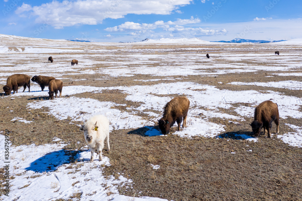 Naklejka premium White Buffalo 