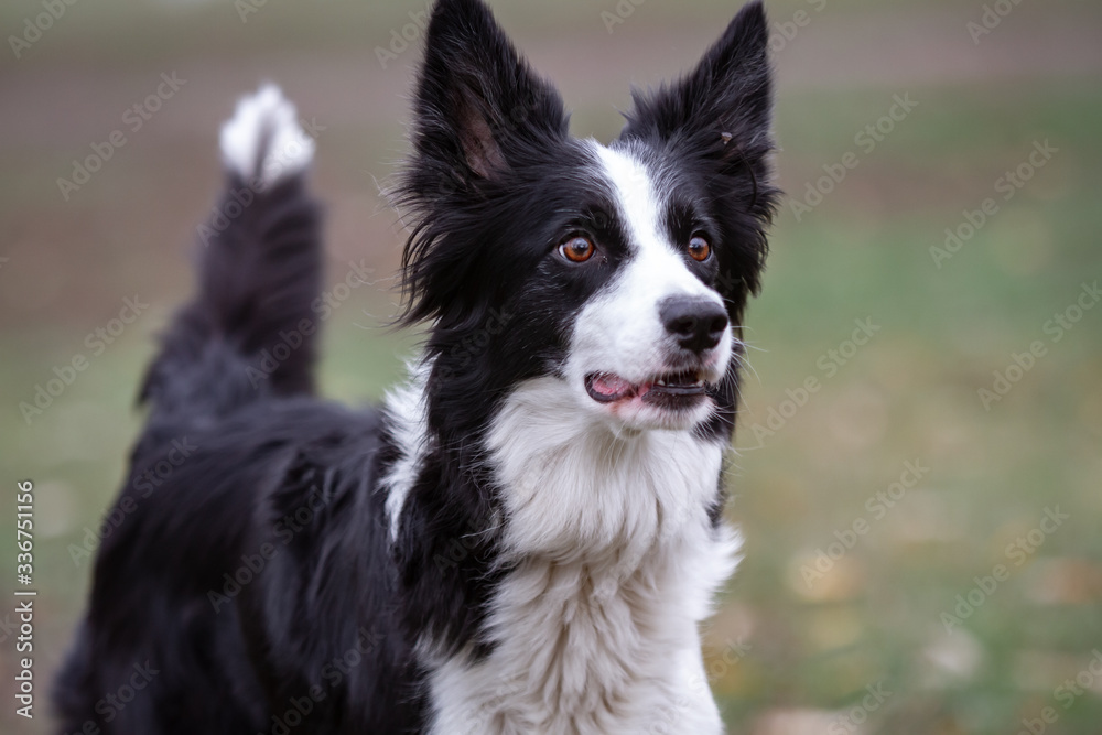 dog border collie white black stands on the ground on the grass with his tongue hanging out