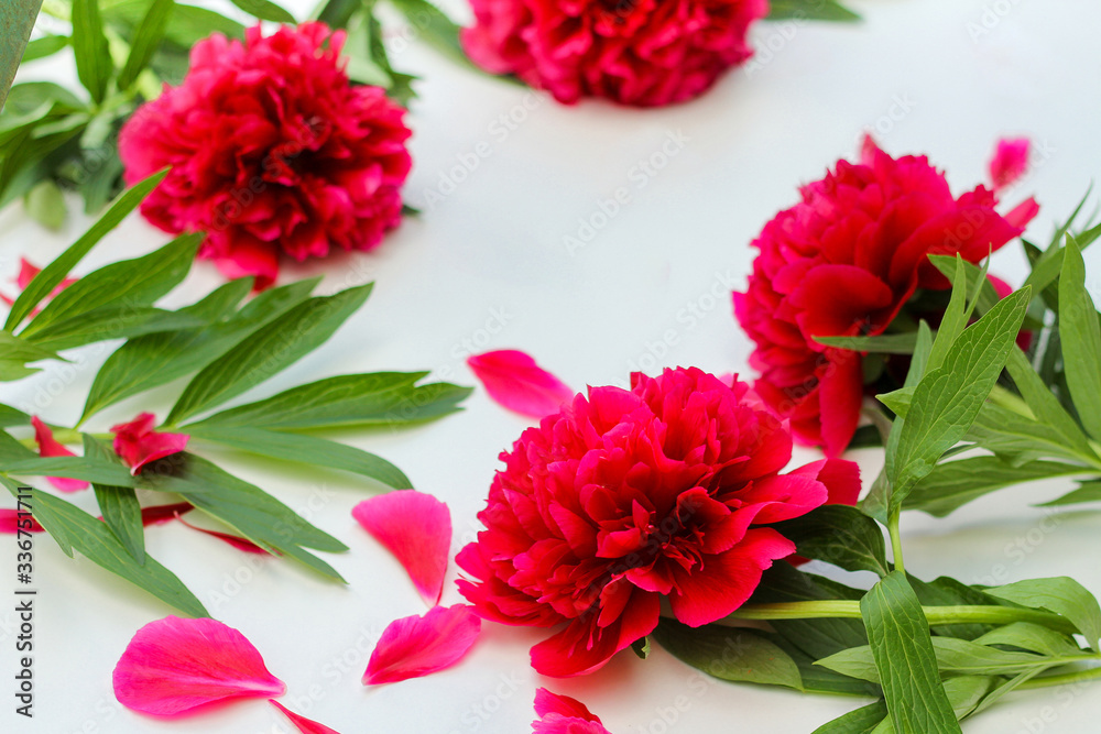 Flowers composition. Red peonies flowers on white background. Flowers composition. Red peonies flowers on white background.