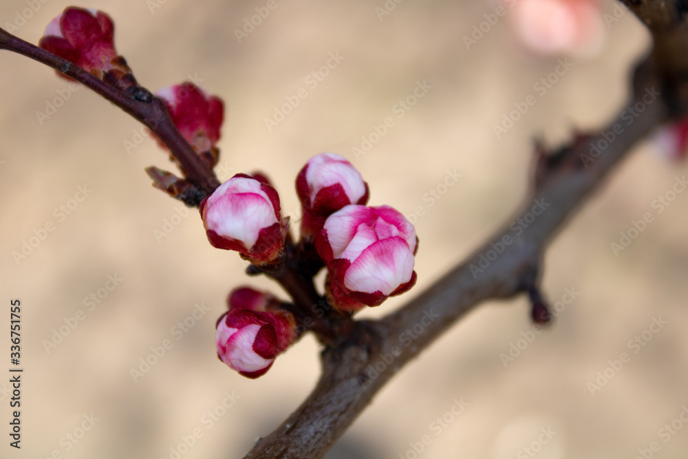A branch of healing cherries with unbroken buds in full bloom in all its glory in spring sunny day. A branch of healing cherries with unbroken buds in full bloom in all its glory in spring sunny day.